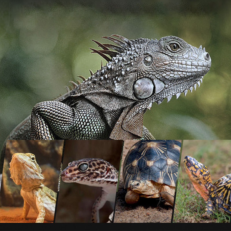 Reptile Heat Lamp 100V/220V In - Gecko Lighting & Decor recensione e prezzo